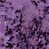 Grape selected