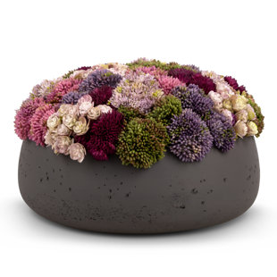 Ariane Sedum Arrangement