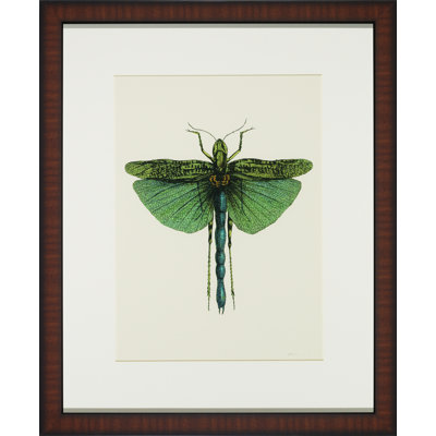 Tropical Insect IV Print