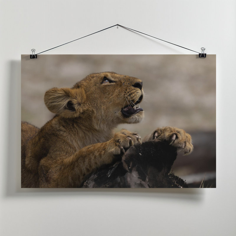 Wrapped Canvas Print, 50.8 cm H x 76.2 cm W