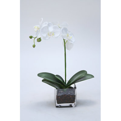 Polysilk Orchid Arrangement in Vase