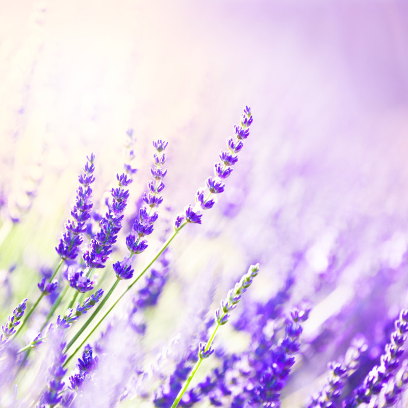 Lavender Flowers by Brzozowska - Wrapped Canvas Print, 30cm H x 30cm W x 3.8cm D