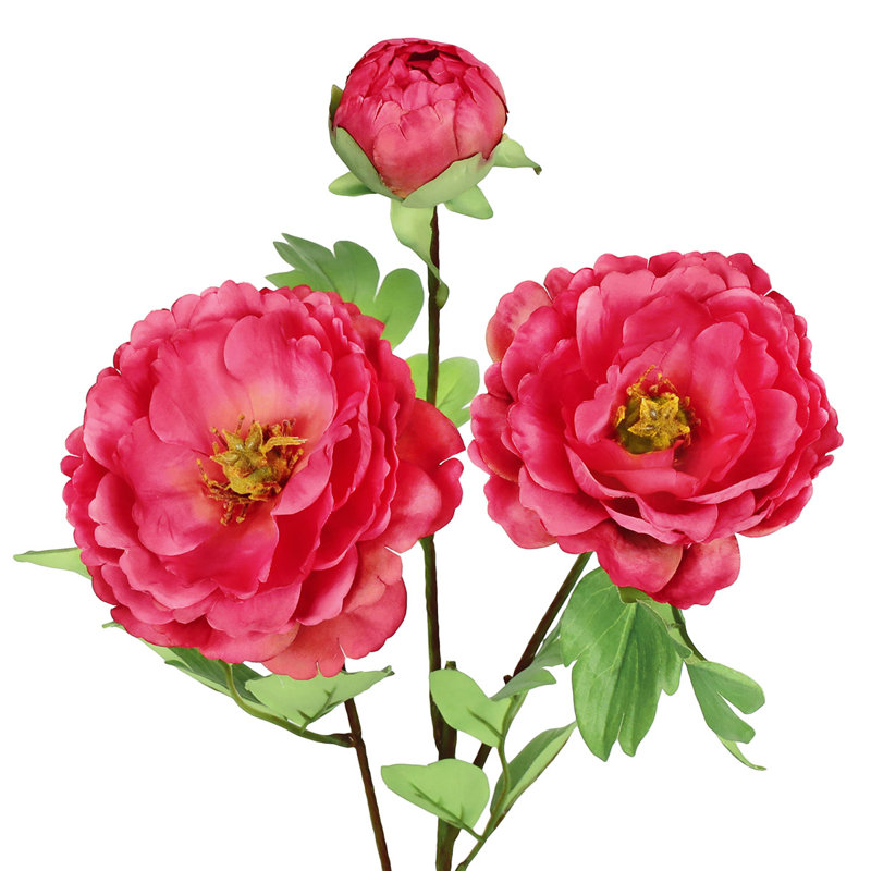 Tiges de pivoines, Beauté rouge