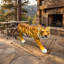 Sculpture de tigre réaliste en résine résistante aux intempéries 33,5 po L