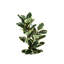 Plante artificielle