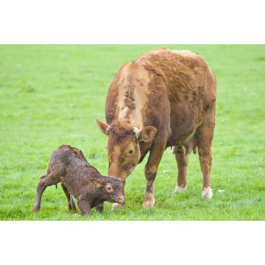 Neugeborenes Kalb von Vandervelden - Druck