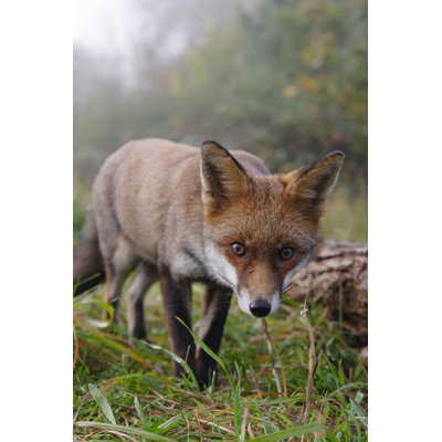 Red Fox by GP232 - Wrapped Canvas Print