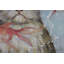 Very Crabby Cat Hand Painted Acrylic Painting