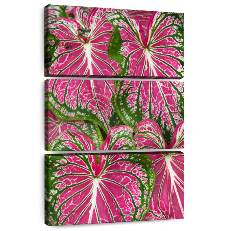 Feuilles Harnek Caladium, H 38 po x l 24 po