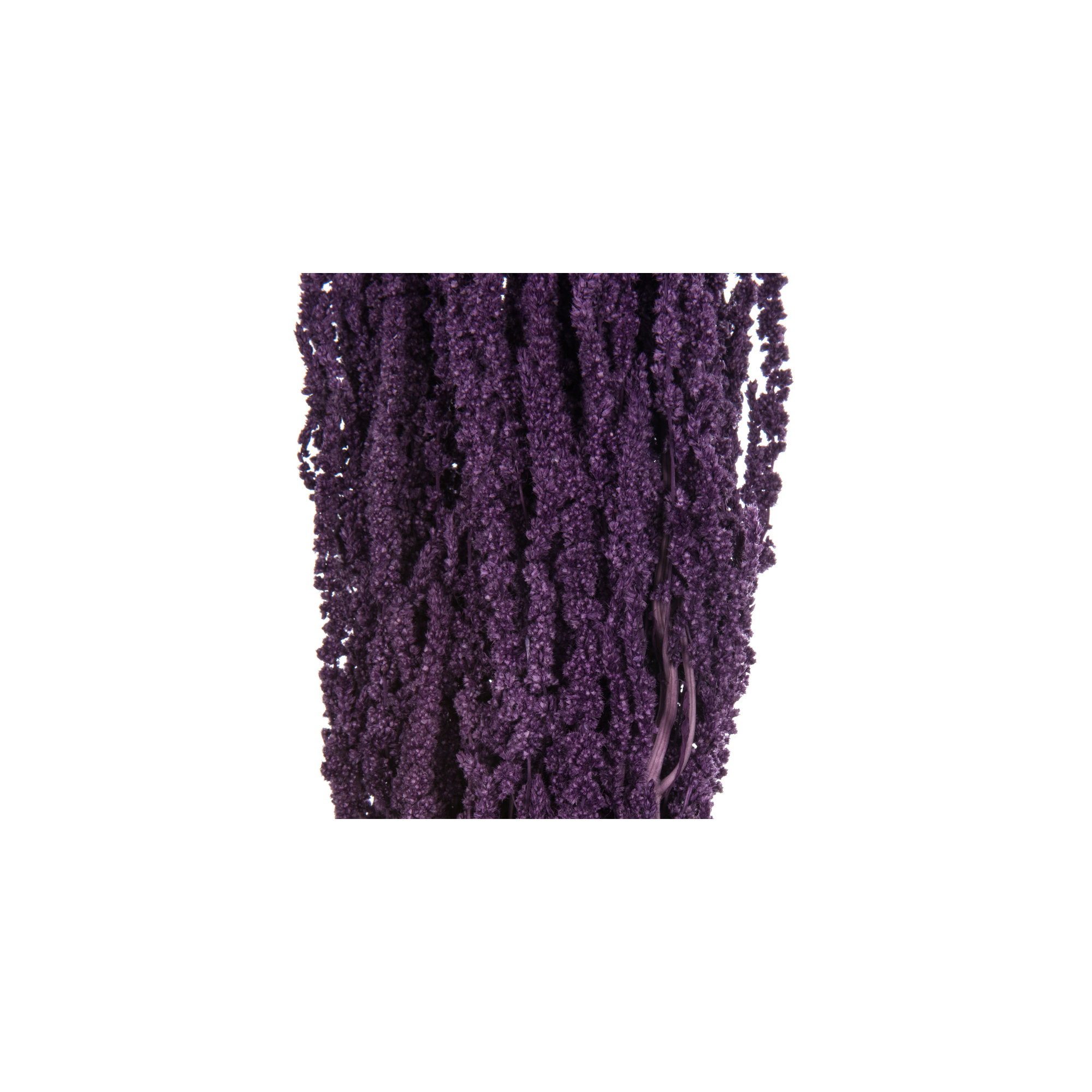 30" Amaranthus Bundle, Preserved, Violet