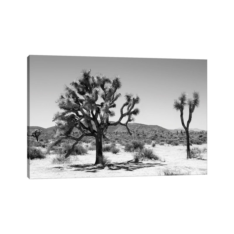 Yucca Joshua Tree by Philippe Hugonnard - Wrapped Canvas Print, 20.32 cm H x 30.48 cm W