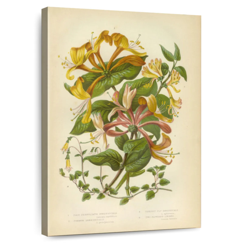 Keiri rétro fleurs de chèvrefeuille, H 48 po x l 32 po