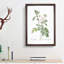 Autumn Damask Rose by Pierre-Joseph Redoute - Framed Print-55456889-55456890