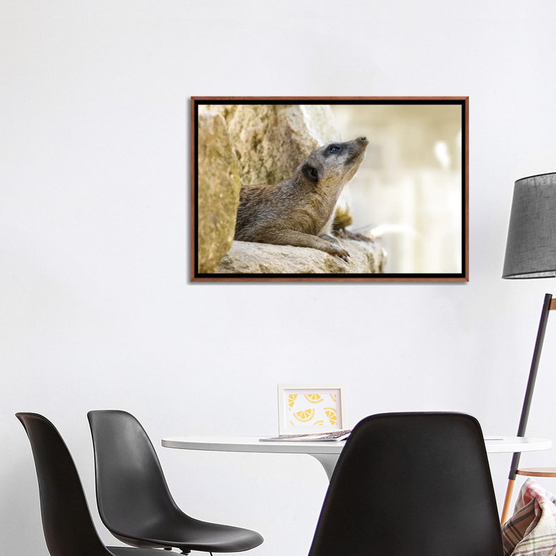 Cute Meerkat In Sunlight - Wall Art Print - Wrapped Canvas, 40" x 26", Framed Canvas, Brown