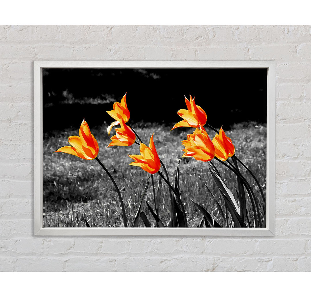 Orange Tulpen auf B N W - Einzelne Bilderrahmen Kunstdrucke auf Leinwand