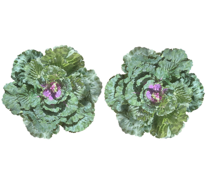 Plante à feuillage de chou artificiel, 2