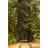 Redwood Tree Tunnel by John_Brueske - Wrapped Canvas Print-989342279