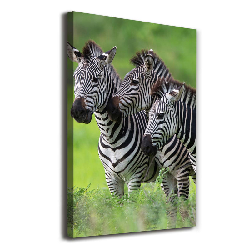 Three Zebras - Wrapped Canvas Print