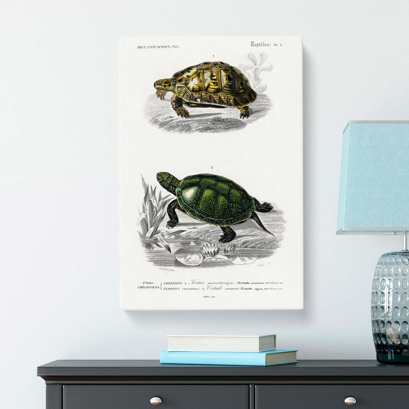 Tortoise & Turtle Illustrations PL. 1 by Charles D' Orbigny - Wrapped Canvas Painting, 50cm H x 35cm W x 3cm D