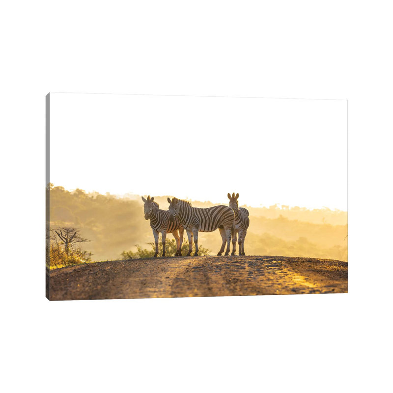 Zebras In Africa by Anders Jorulf - Wrapped Canvas Print, 66.04cm H x 101.6cm W x 1.905cm D