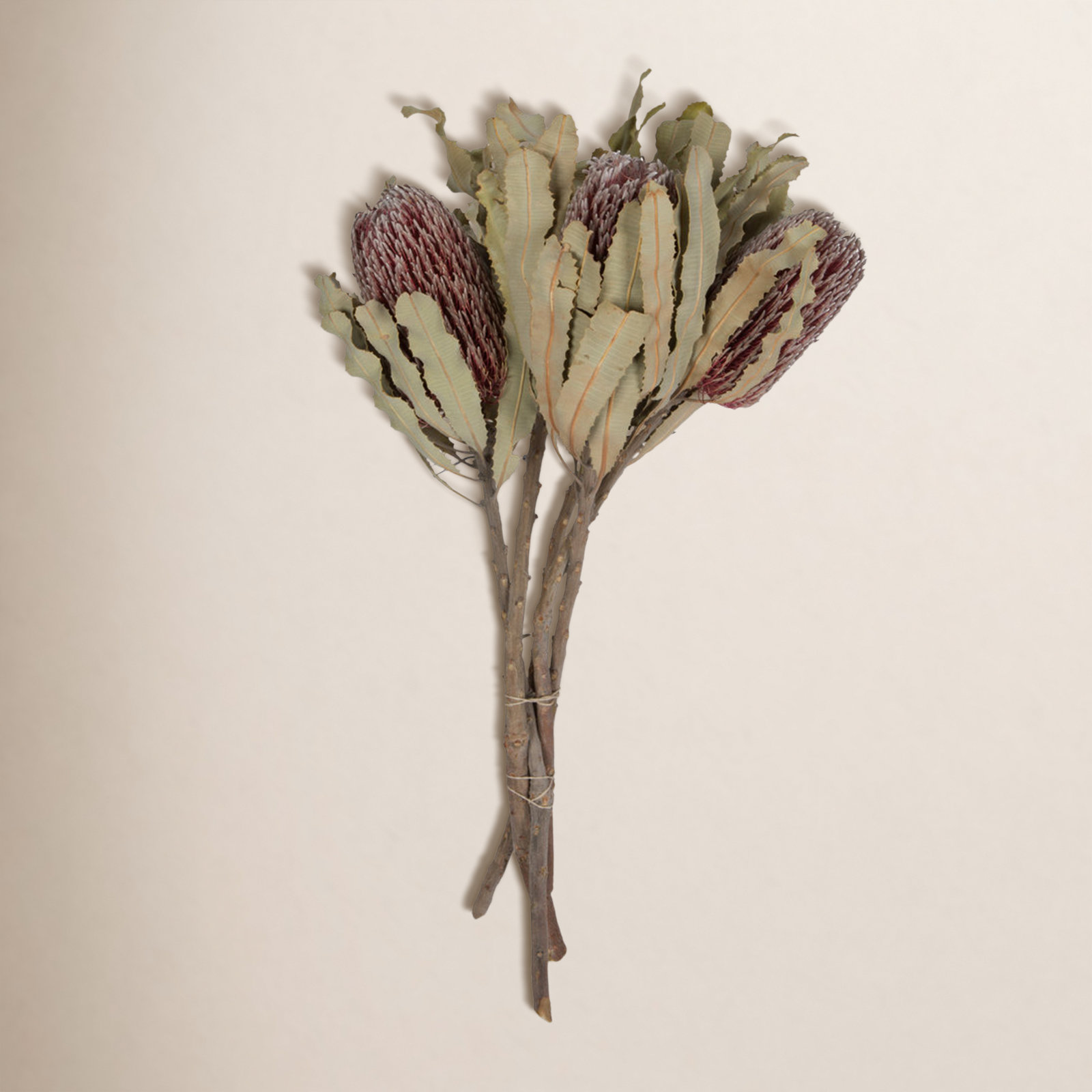 Dried Banksia Floral Stems