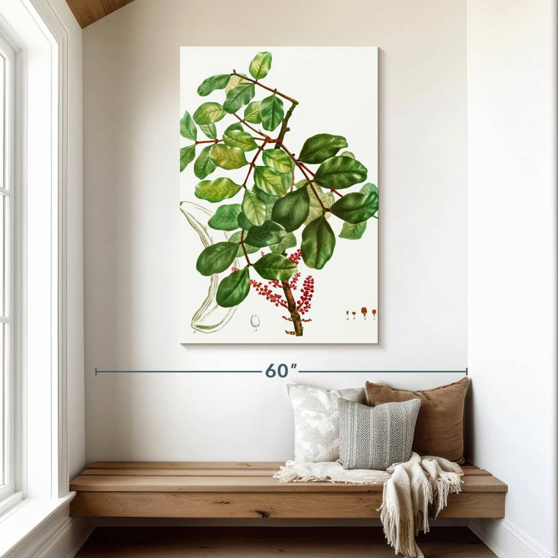 Keiri Carob Tree, 48" H x 32" W