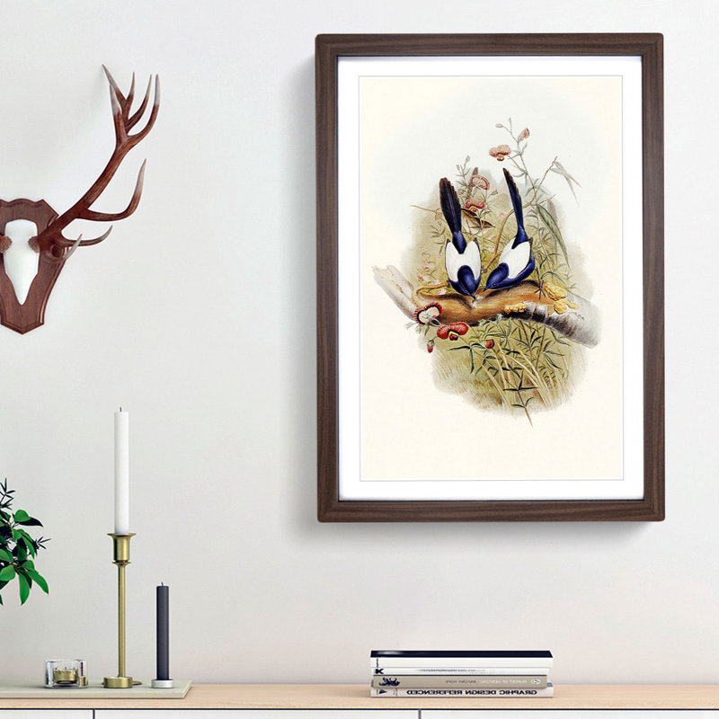 Superb Warblers by Elizabeth Gould - Picture Frame Art Prints, Walnut Framed, 48cm H x 36cm W x 2cm D