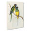 Bauer's Parakeets by Elizabeth Gould - Wrapped Canvas Painting-55363684