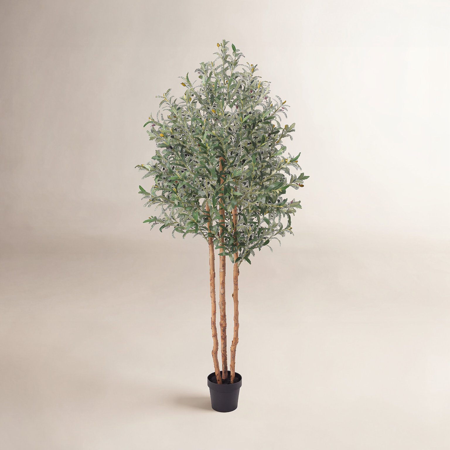 Ashwell Olive Tree in Pot, 84