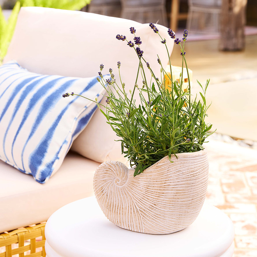 Lavender in a seashell planter.