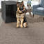 Housse de cage pour chien Trucker-1057629897