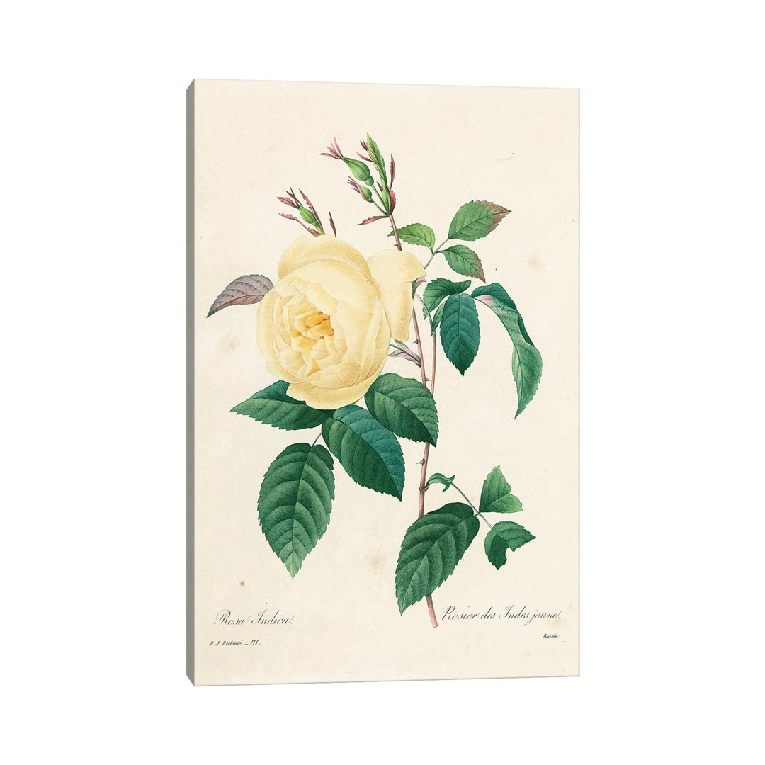 Yellow Rosa Indica, 1827-33 by Pierre-Joseph Redouté - Wrapped Canvas Gallery-Wrapped Canvas Giclée