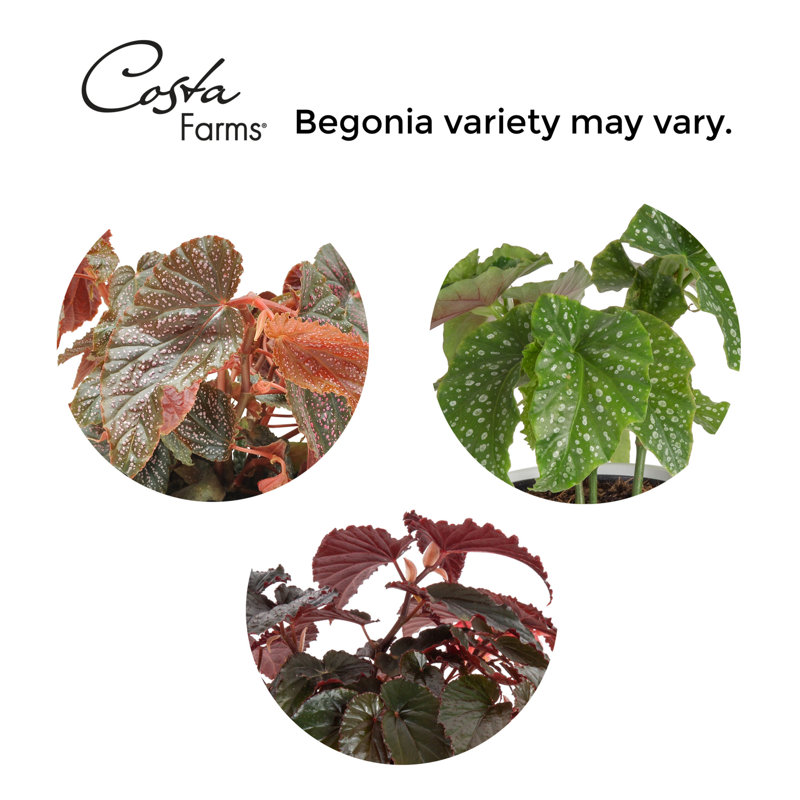 Begonia in Ceramic Planter