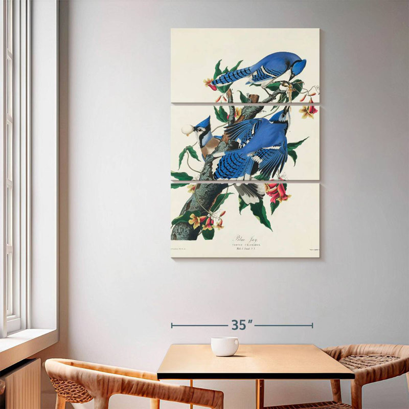 Brampt Blue Jay