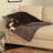 Pet Blanket-38627401-38627404