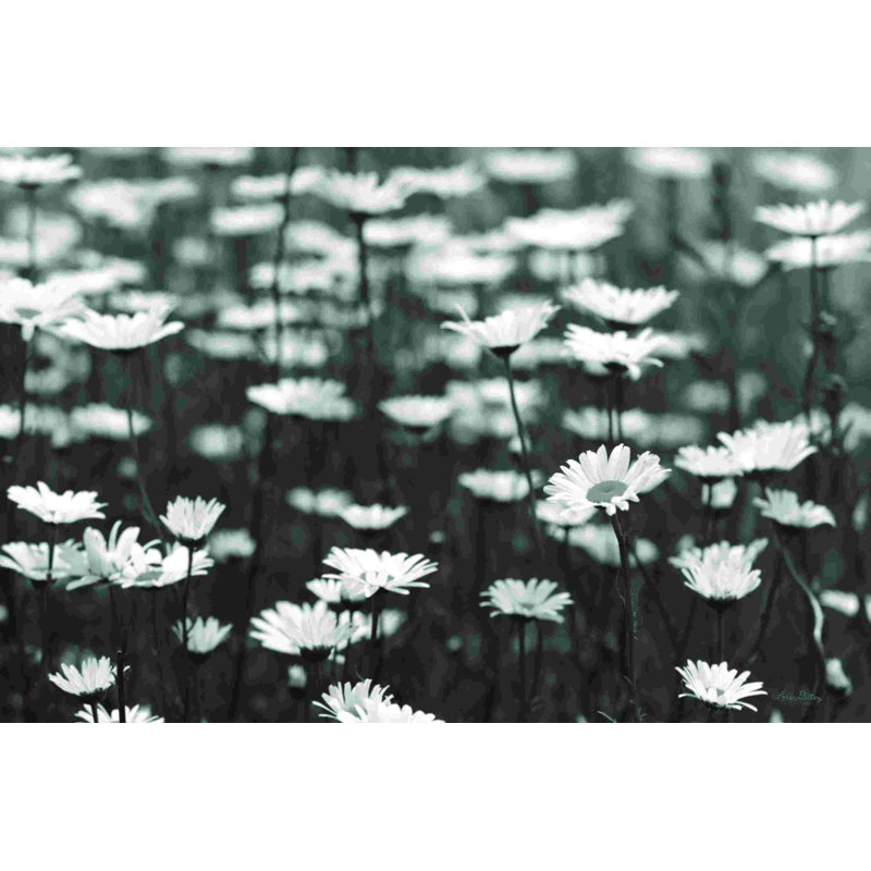 Daisy Dreams, H 8 po x l 12 po