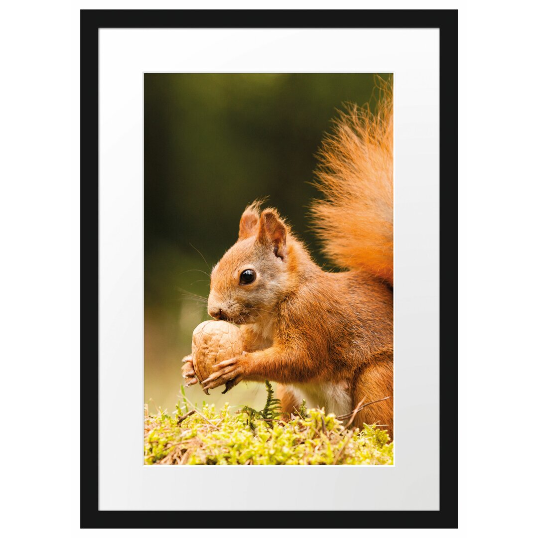 Gerahmtes Poster Eichhörnchen mit Nuss