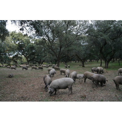 Porcs ibériques par Carlosdelacalle - Photographie sur toile tendue