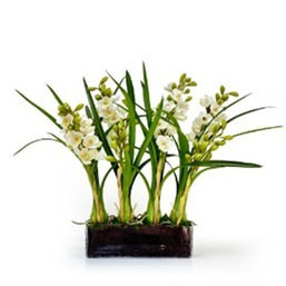 ORCHID CYMBIDIUM IN GLASS