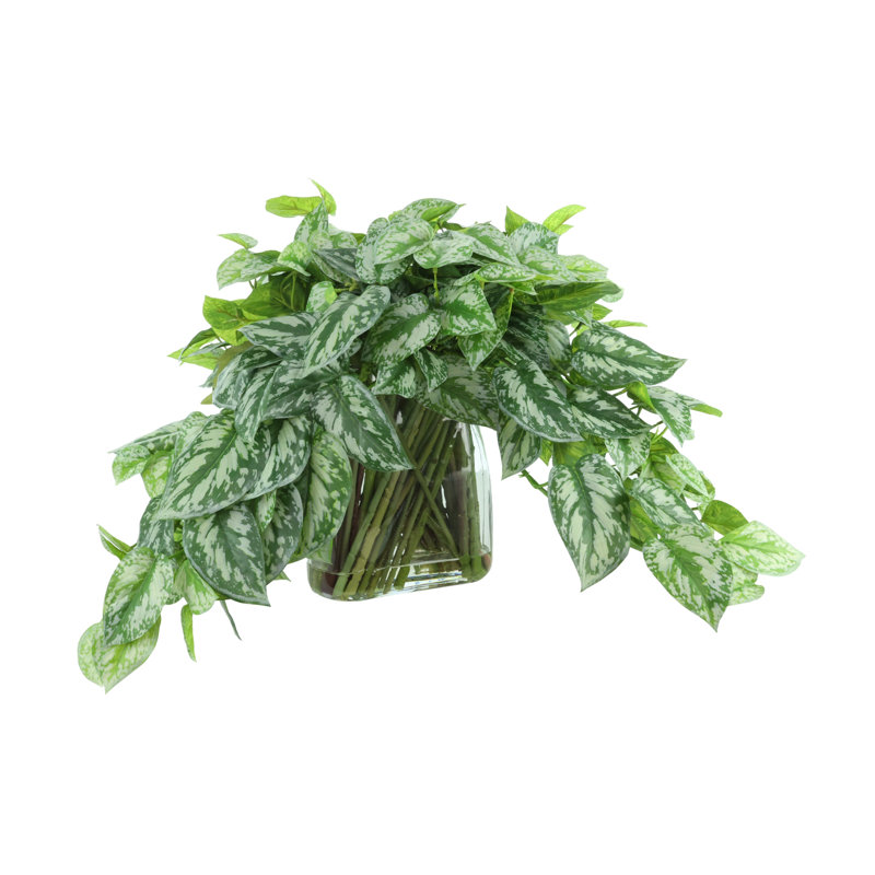 Scindapsus dans un vase en verre