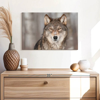 Brampt Gray Wolf Stare