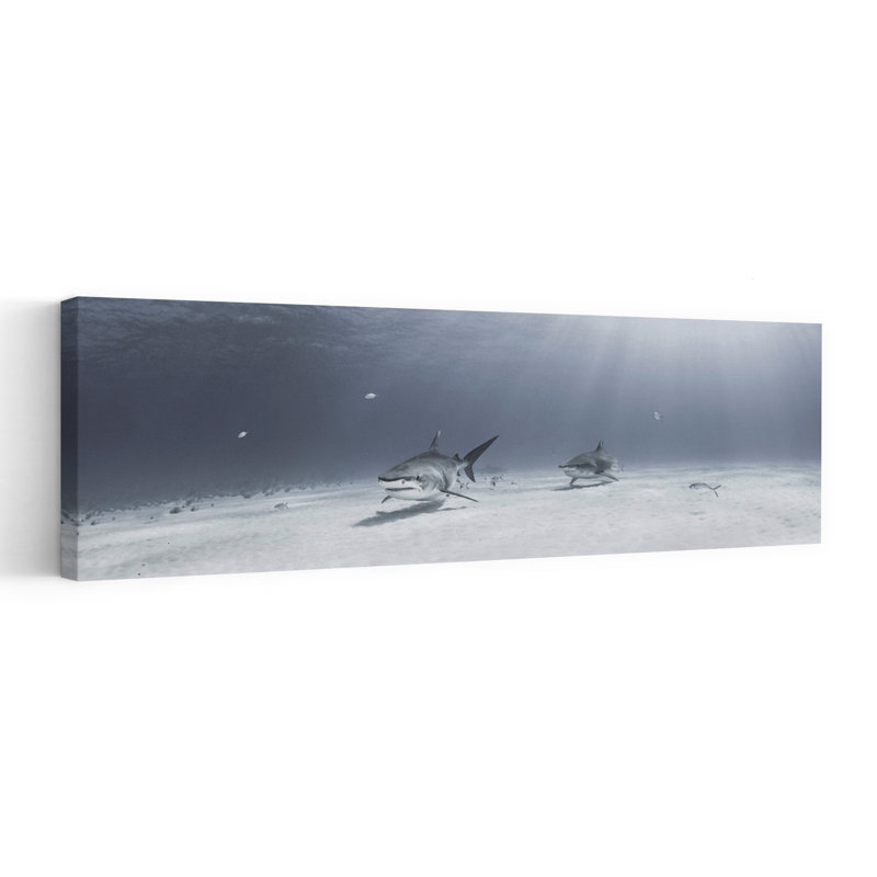 Sharks In Clear Water by Ken Kiefer - Wrapped Canvas Panoramic Print, 121.92 cm H x 40.64 cm W