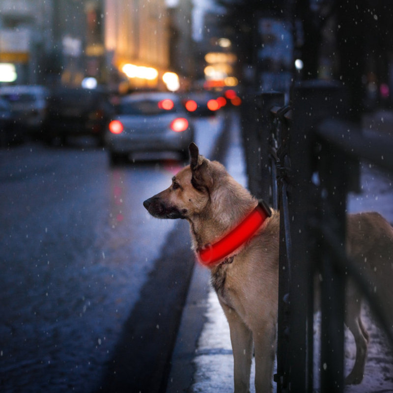 Dog Collar, Red