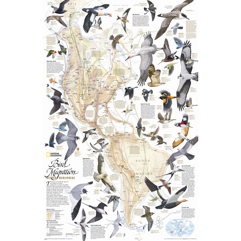 Bird Migration, Western Hemisphere Wall Map, Laminated (20" x 31")