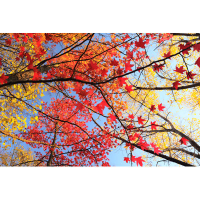 " Maple Tree With Red Leaves "
