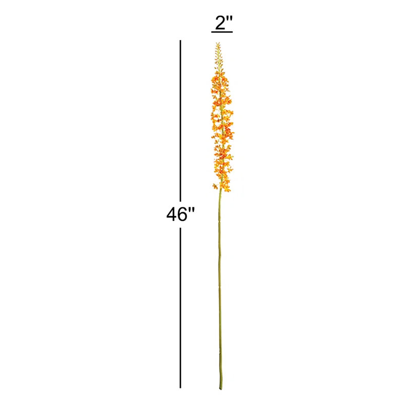 46-Inch Eremurus Stem