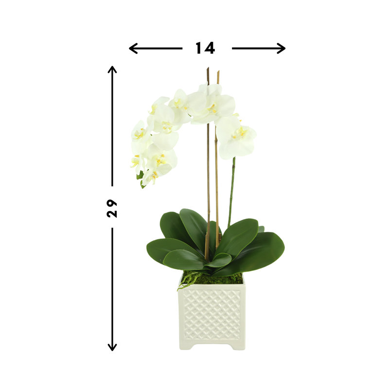 Orchid Floral Arrangement in Pot