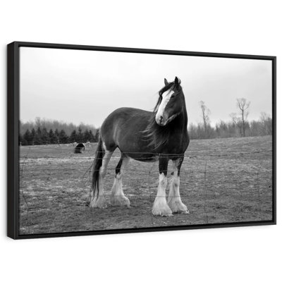 Impression sur toile monochrome Clydesdale