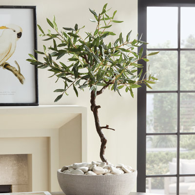 ENSEMBLE D'OLIVES 40 po