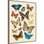 "Collection Flutter II" par Victoria Barnes, reproduction d'art sur toile encadrée-2082570941